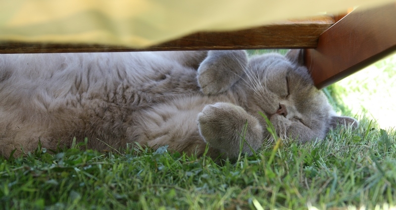 Поговорим о кошках 29