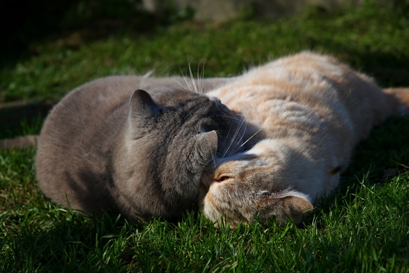 Поговорим о кошках 29