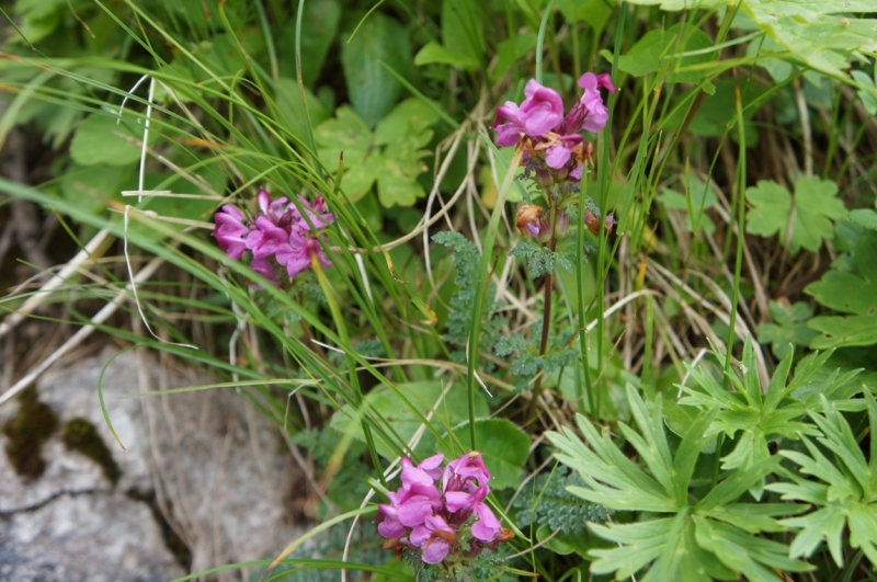 Берхтесгаден или Grüß Gott, Bayern!