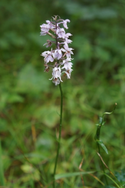 Берхтесгаден или Grüß Gott, Bayern!