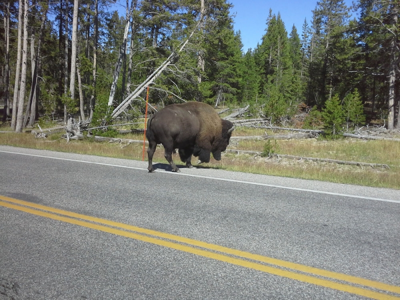 Chicago, Yellowstone, Glacier, Rushmore