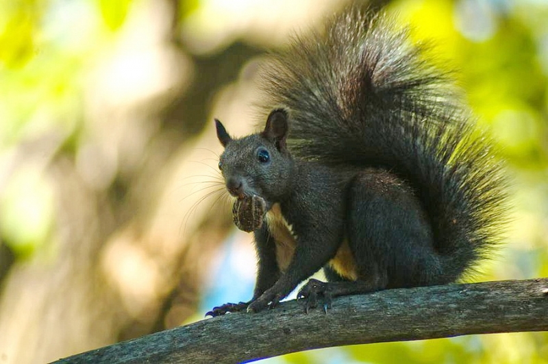 Фотоохота, зоопарки и просто животинки из путешествий - 3