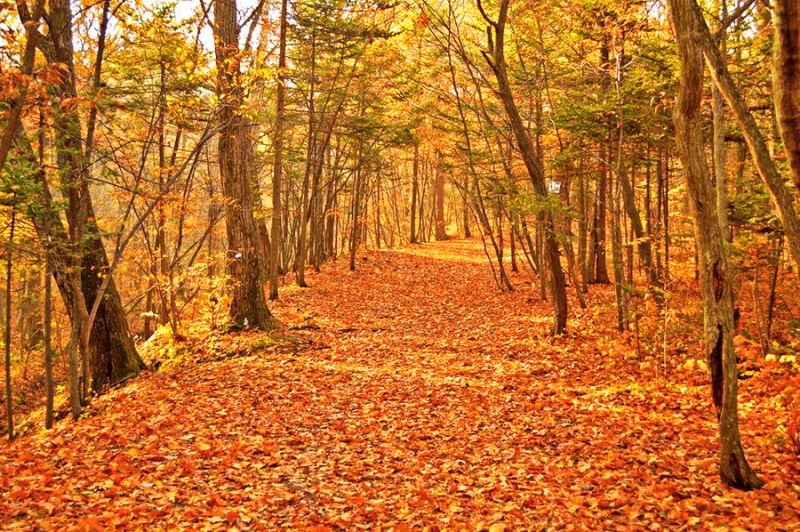 Дороги, тропы: куда они нас ведут - тут фотоответ
