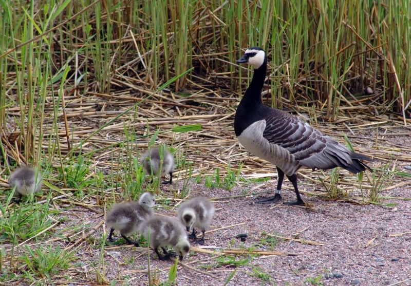 Автопробегом из Воронежа по СТРАНЕ ТРОЛЛЕЙ (через Москву,Новгород, Хельсинки, Стокгольм)