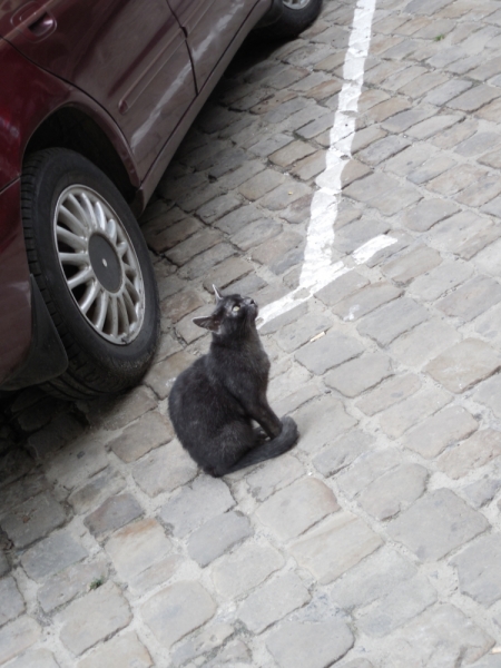 Поговорим о кошках 29