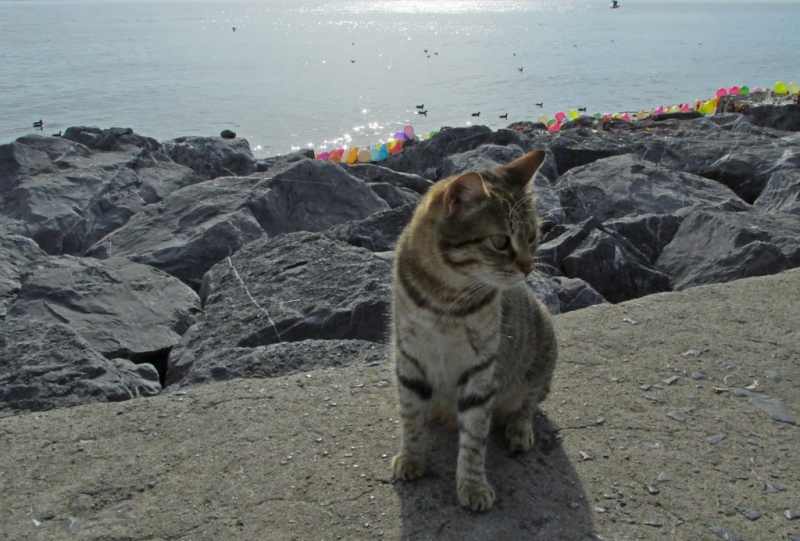 Стамбул на день св. Валентина 2014