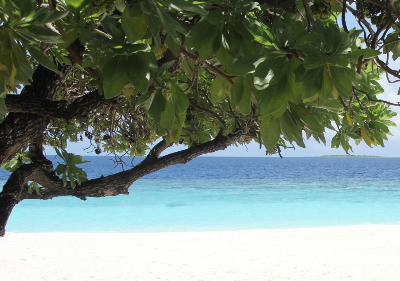 Medhupparu в сентябре 2014