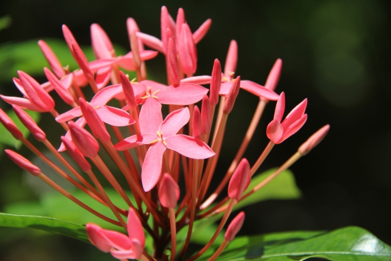 Medhupparu в сентябре 2014