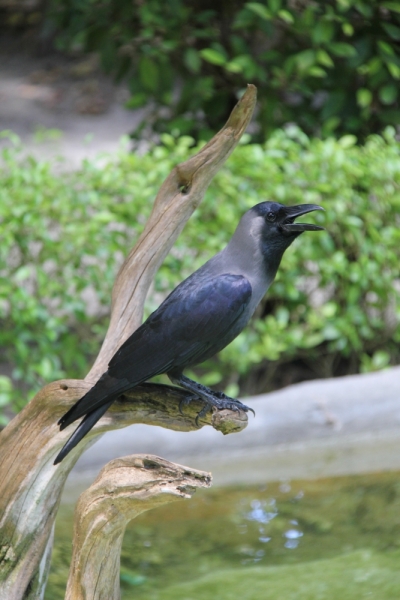 Medhupparu в сентябре 2014