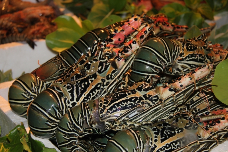 Medhupparu в сентябре 2014