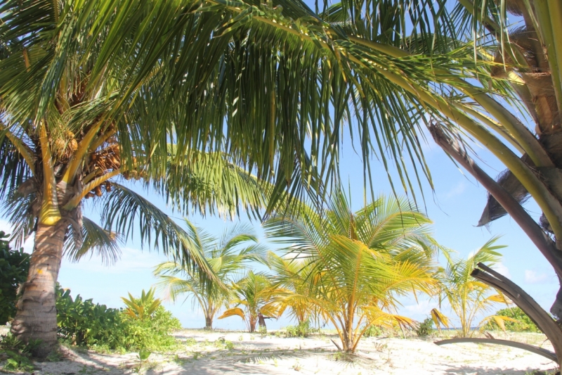 Medhupparu в сентябре 2014