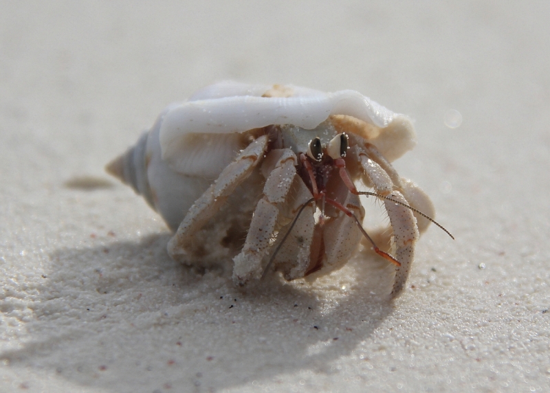 Medhupparu в сентябре 2014