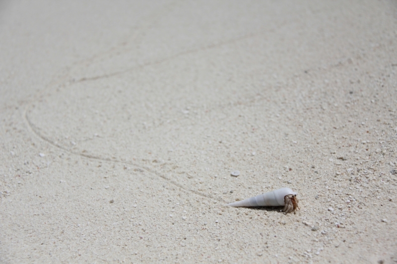 Medhupparu в сентябре 2014