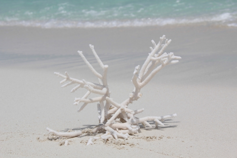 Medhupparu в сентябре 2014