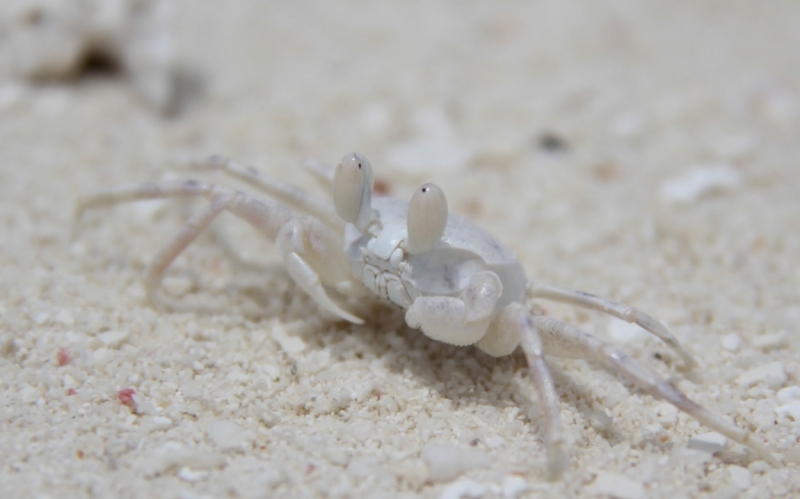 Medhupparu в сентябре 2014