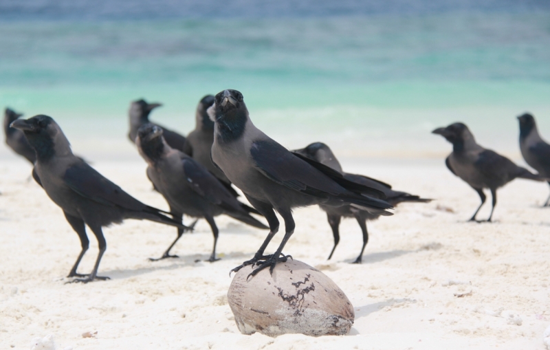 Medhupparu в сентябре 2014