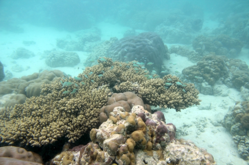 Medhupparu в сентябре 2014