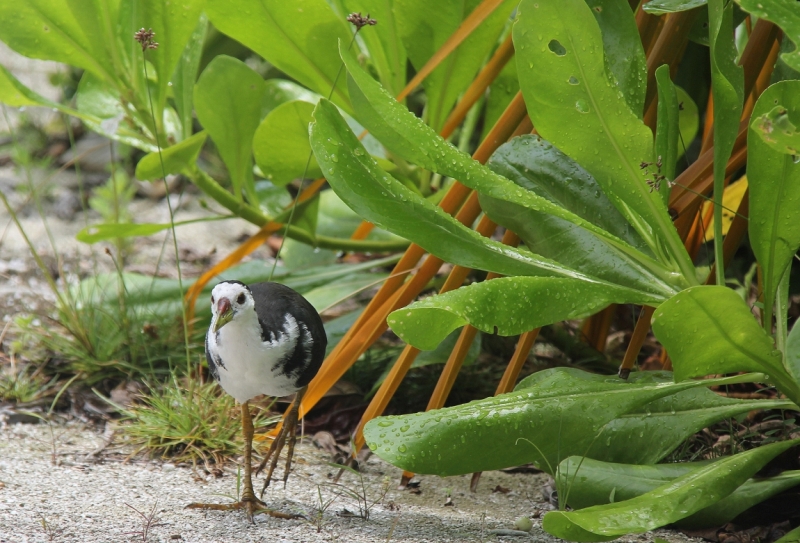 Medhupparu в сентябре 2014