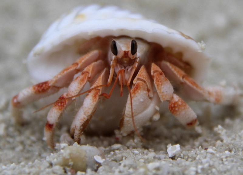 Medhupparu в сентябре 2014