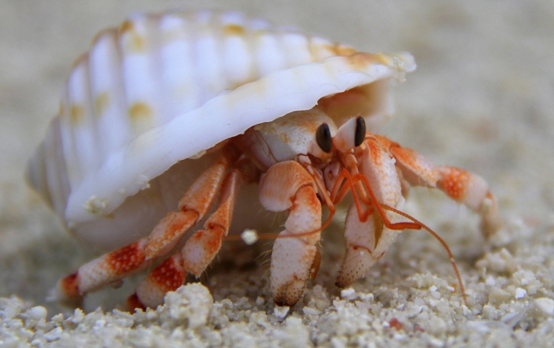 Medhupparu в сентябре 2014