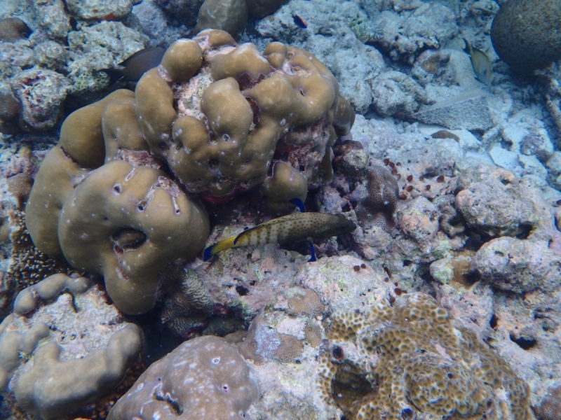 Medhupparu в сентябре 2014