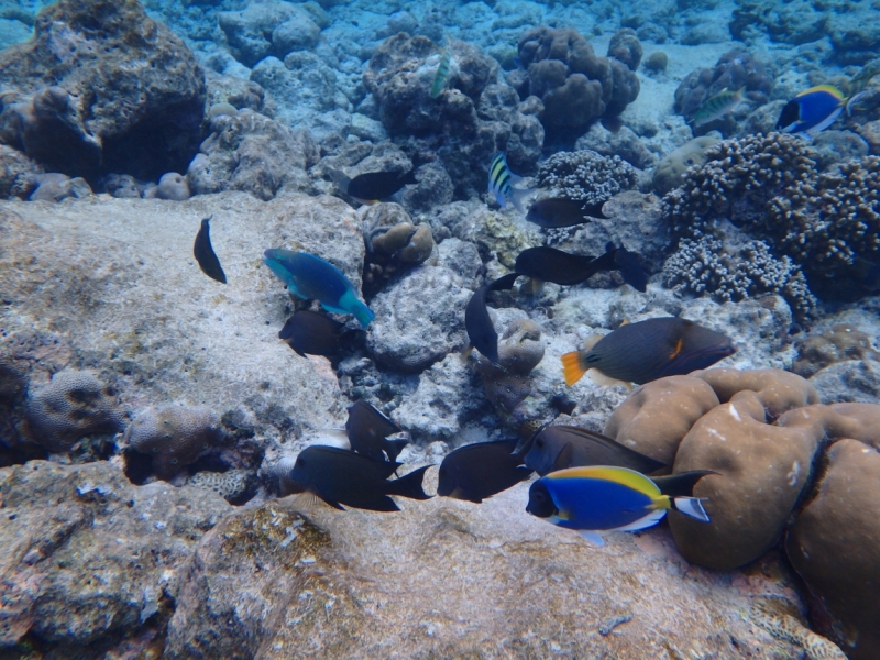 Medhupparu в сентябре 2014