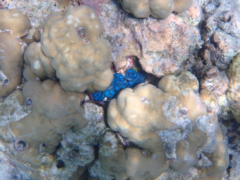 Medhupparu в сентябре 2014