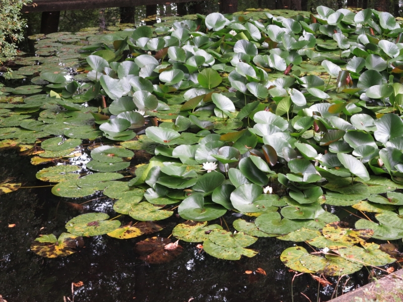 Мечты сбываются или Вена в августе 2014 г.