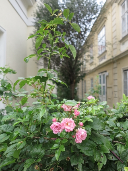 Мечты сбываются или Вена в августе 2014 г.