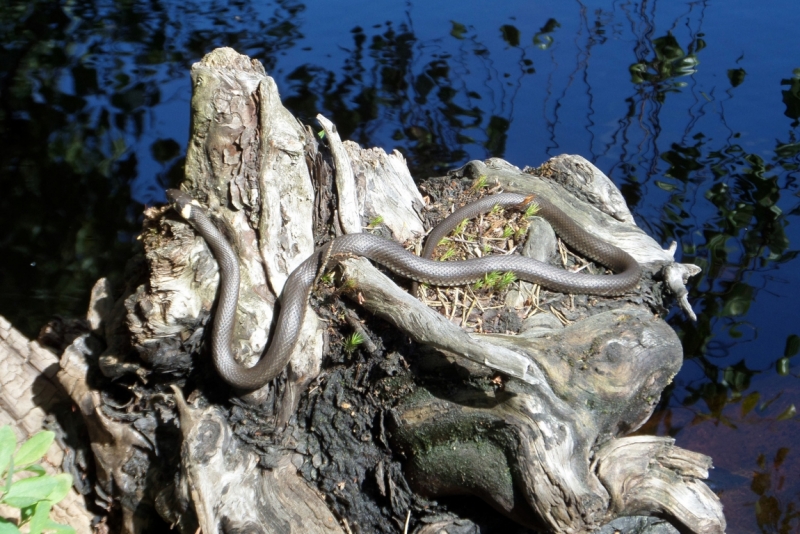 Автопробегом из Воронежа по СТРАНЕ ТРОЛЛЕЙ (через Москву,Новгород, Хельсинки, Стокгольм)