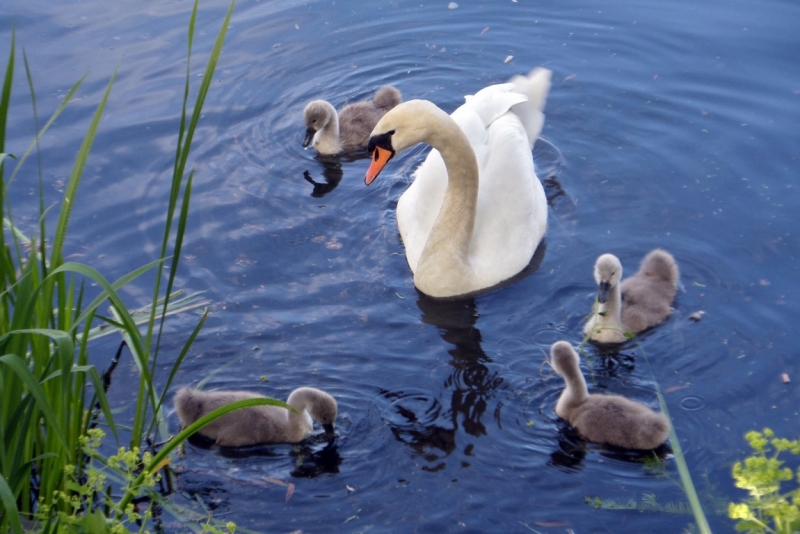 Автопробегом из Воронежа по СТРАНЕ ТРОЛЛЕЙ (через Москву,Новгород, Хельсинки, Стокгольм)