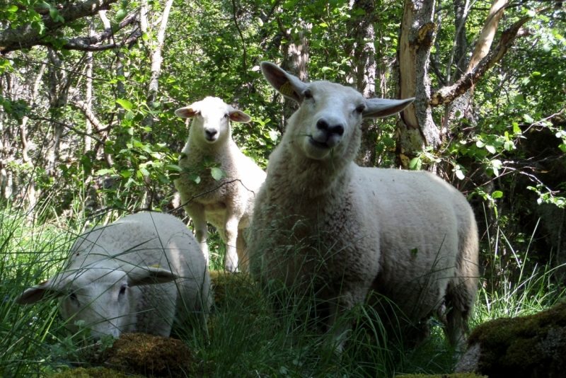 Автопробегом из Воронежа по СТРАНЕ ТРОЛЛЕЙ (через Москву,Новгород, Хельсинки, Стокгольм)