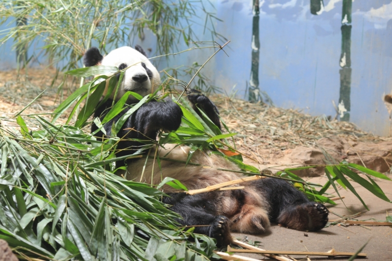 Пекин-Чжанцзяцзе-Фенхуанг-.......-Пекин. Планирование маршрута