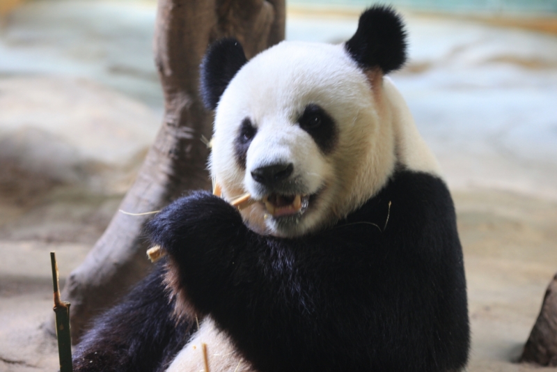 Пекин-Чжанцзяцзе-Фенхуанг-.......-Пекин. Планирование маршрута