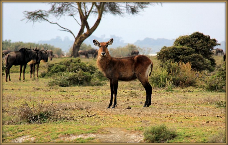 Остров полумесяца