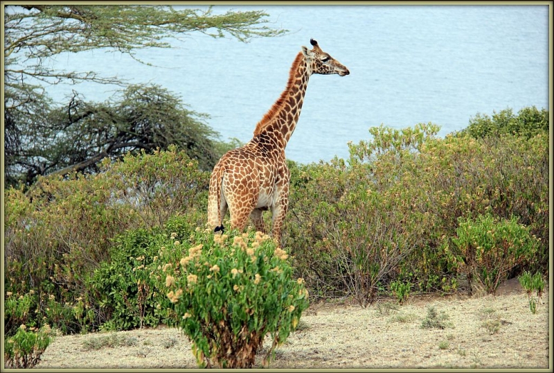Остров полумесяца