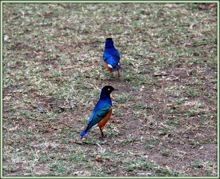 Остров полумесяца