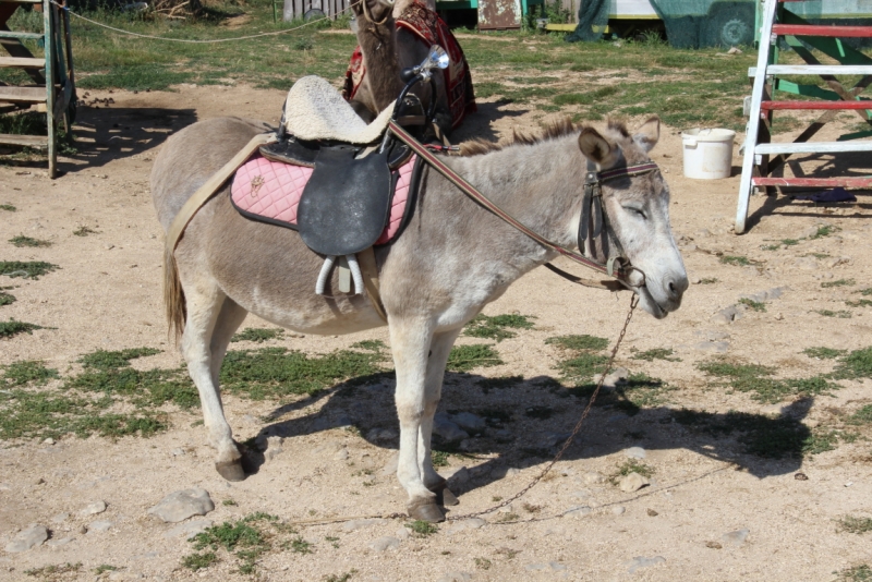 Две недели на ЮБК конец июля - начало августа 2014 или (Ялта - город счастья)