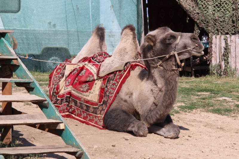 Две недели на ЮБК конец июля - начало августа 2014 или (Ялта - город счастья)
