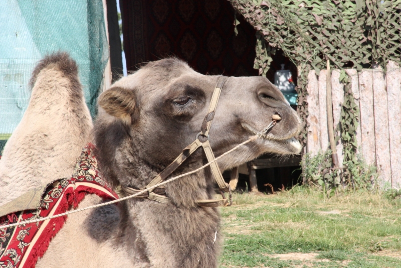 Две недели на ЮБК конец июля - начало августа 2014 или (Ялта - город счастья)