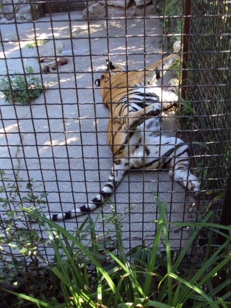 Две недели на ЮБК конец июля - начало августа 2014 или (Ялта - город счастья)