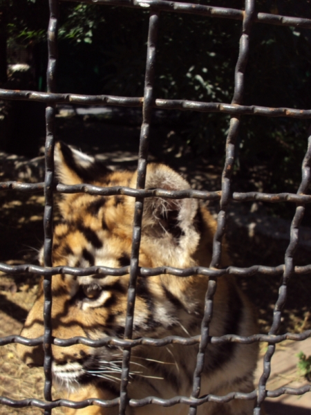 Две недели на ЮБК конец июля - начало августа 2014 или (Ялта - город счастья)