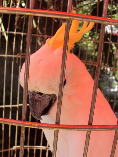 Две недели на ЮБК конец июля - начало августа 2014 или (Ялта - город счастья)