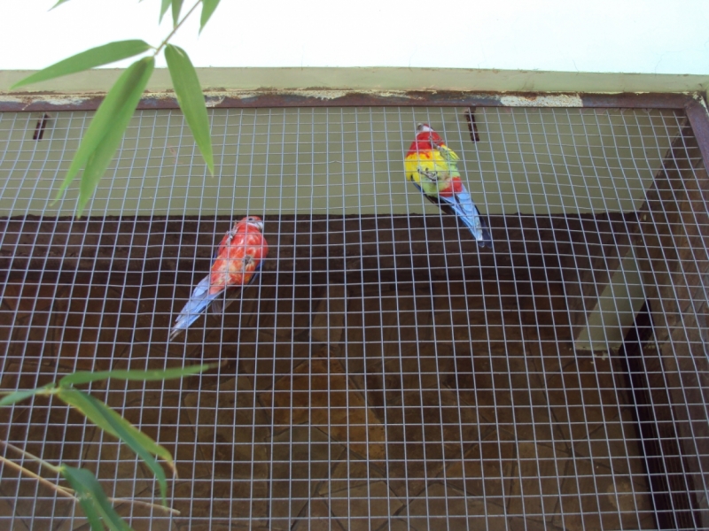 Две недели на ЮБК конец июля - начало августа 2014 или (Ялта - город счастья)