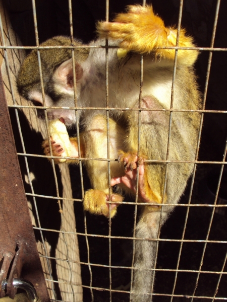 Две недели на ЮБК конец июля - начало августа 2014 или (Ялта - город счастья)