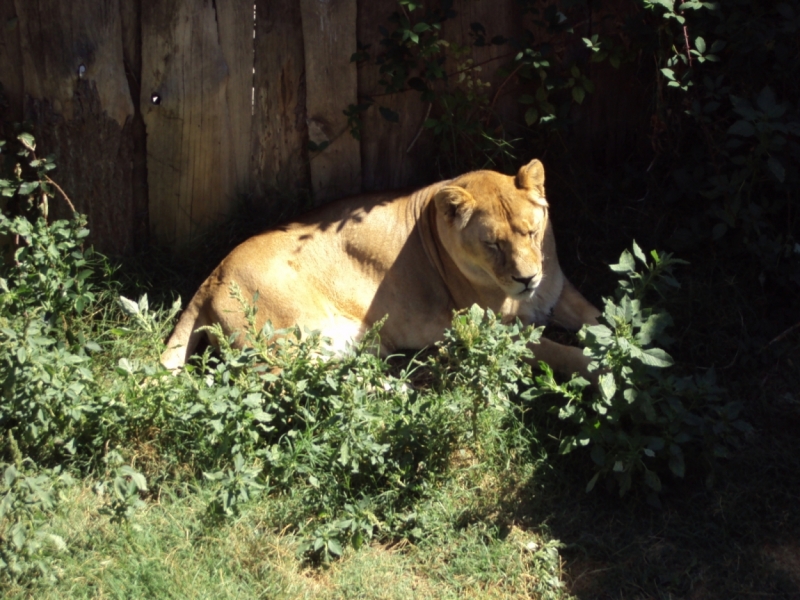 Две недели на ЮБК конец июля - начало августа 2014 или (Ялта - город счастья)
