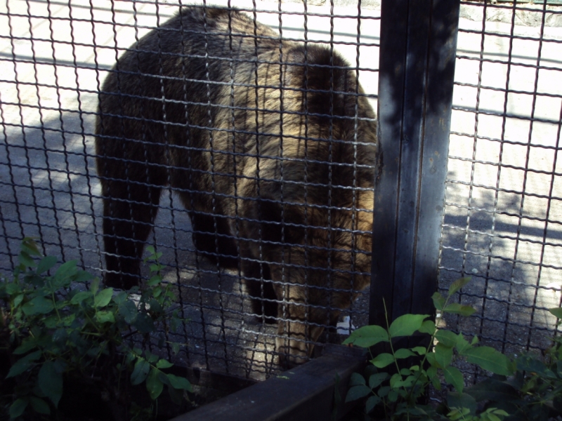 Две недели на ЮБК конец июля - начало августа 2014 или (Ялта - город счастья)