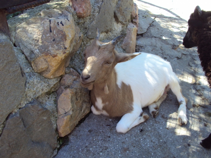 Две недели на ЮБК конец июля - начало августа 2014 или (Ялта - город счастья)