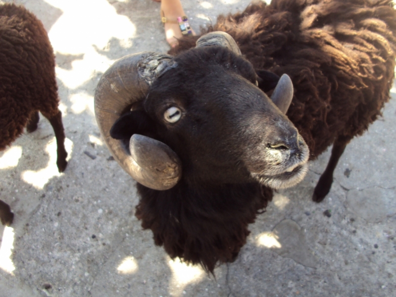 Две недели на ЮБК конец июля - начало августа 2014 или (Ялта - город счастья)