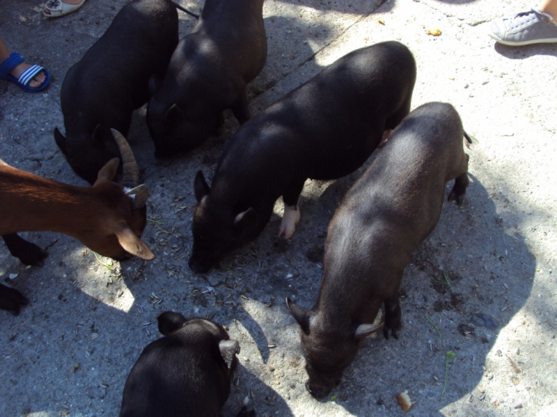 Две недели на ЮБК конец июля - начало августа 2014 или (Ялта - город счастья)